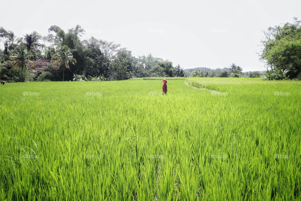 ricefield