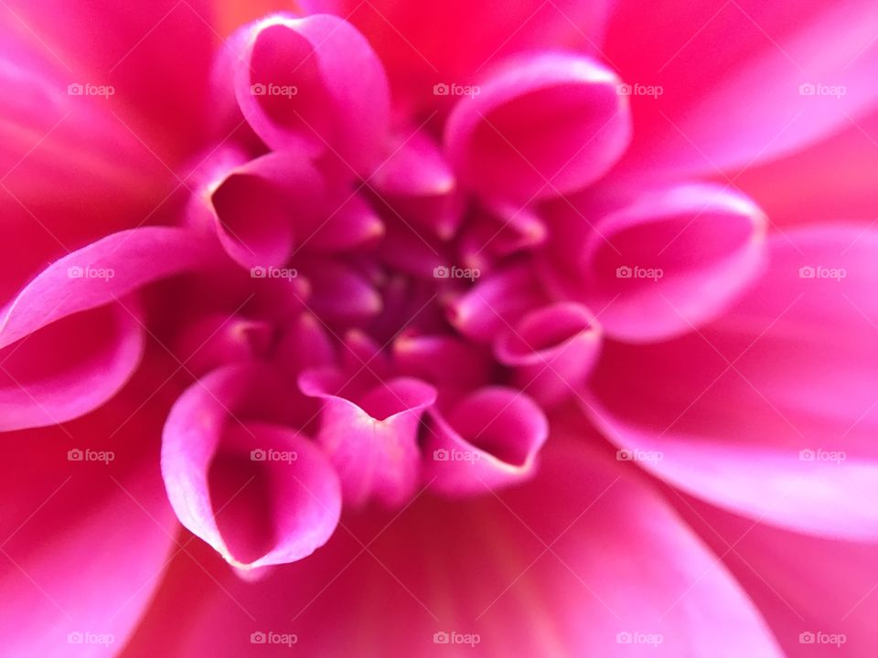 Close-up of a Pink dahlia flower