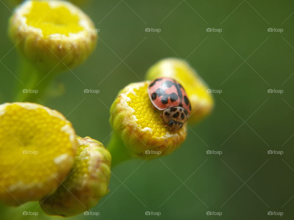 Small ladybug yellow bud