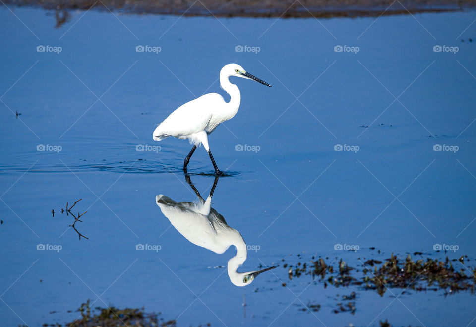 A simple but elegant story of egret who is ready for the breakfast...