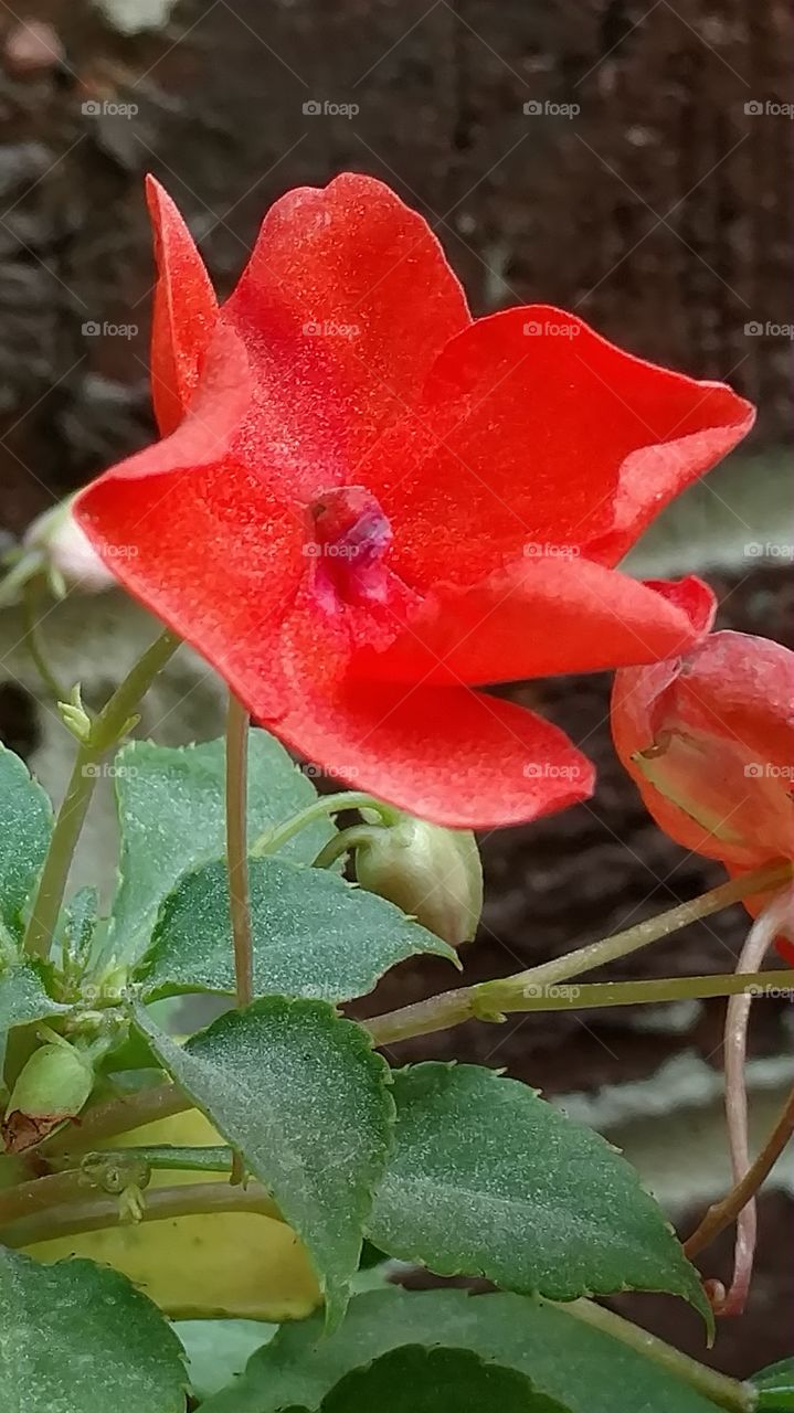 Flower, Nature, No Person, Flora, Leaf