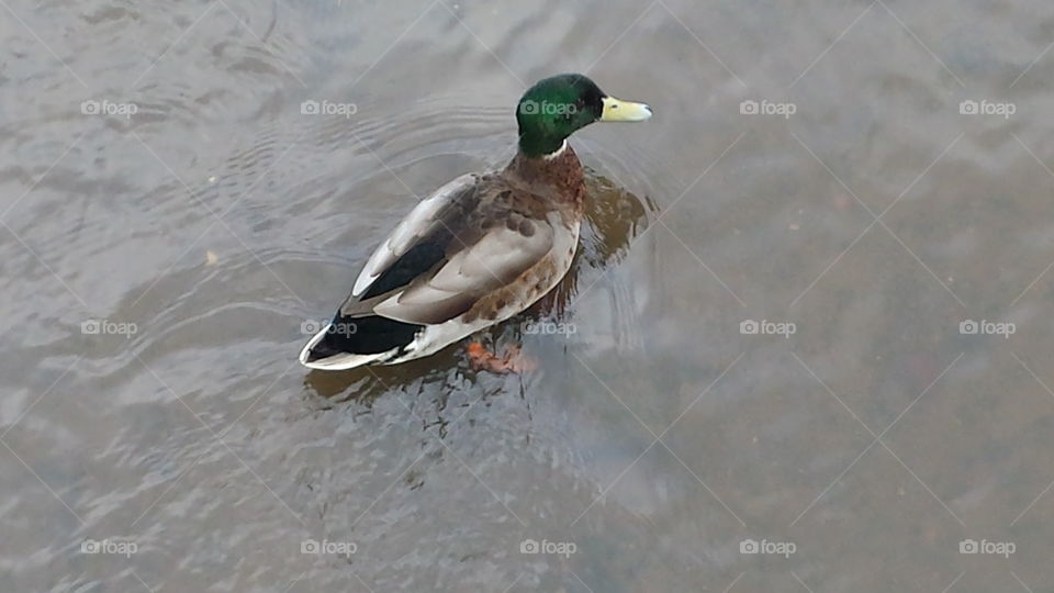 one little duck goes swimming