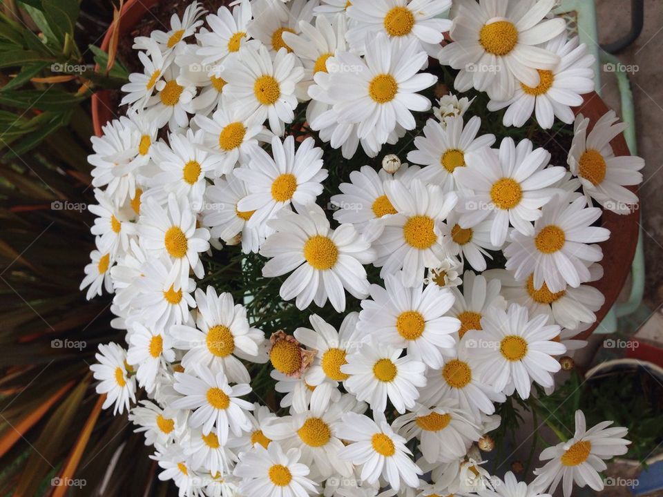 Daisies 