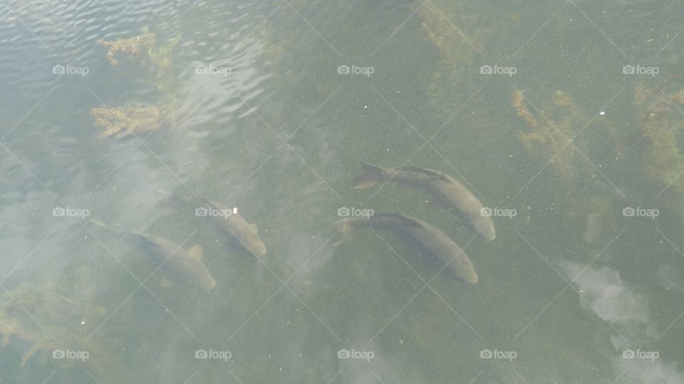 Big fishes in a small lake