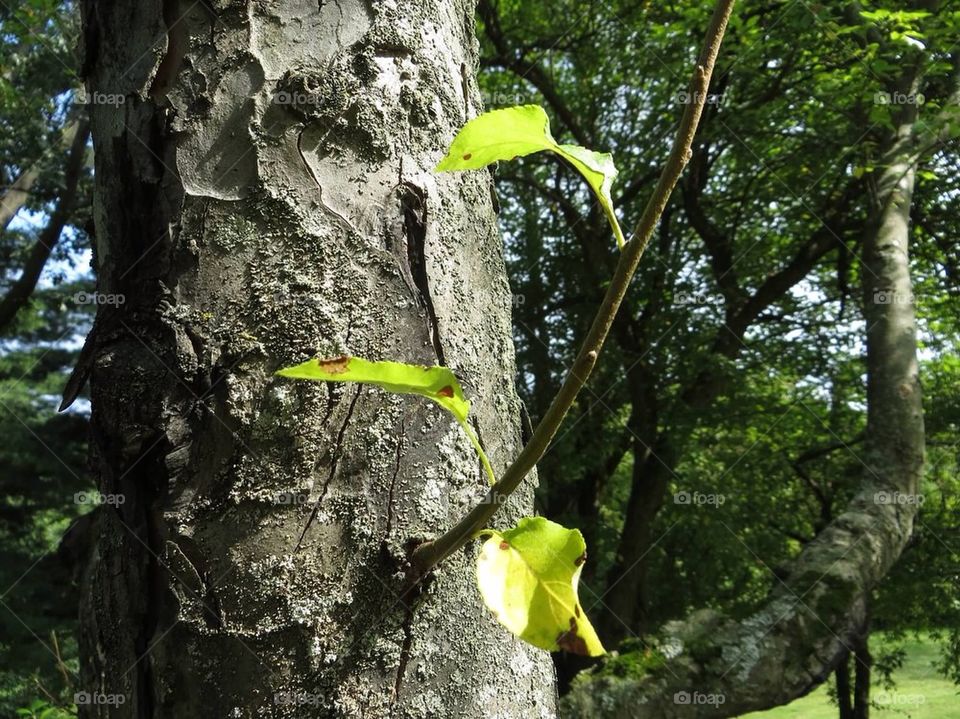 Tiny branch coming off of tree