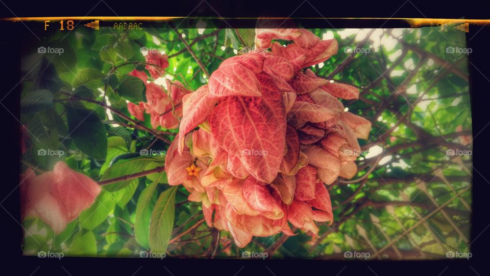 Folhas que parecem flores!