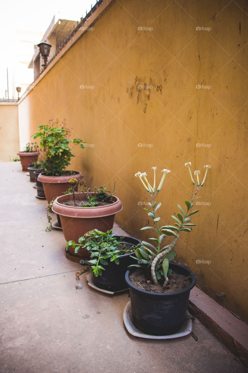 Roses and plants in pots in the hallway of our house.