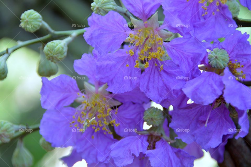 Close up of blooming flower