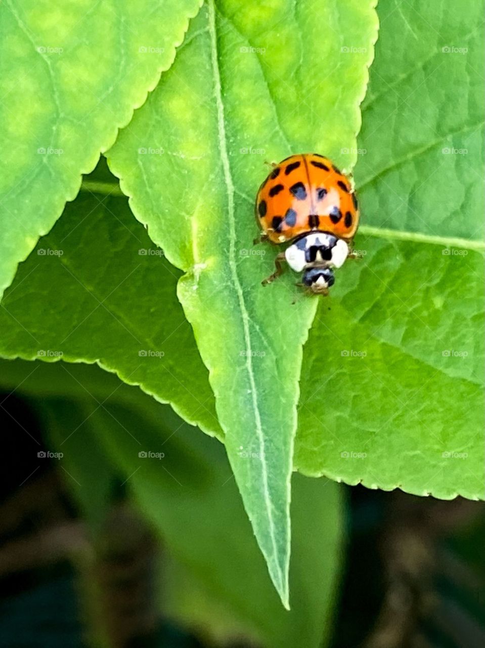 Ladybug 