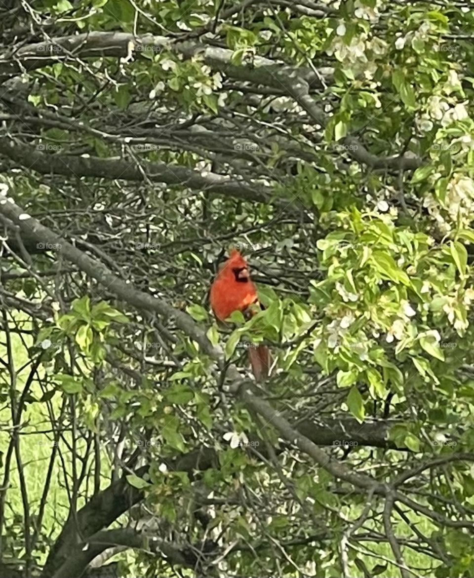 Cardinal Visitor