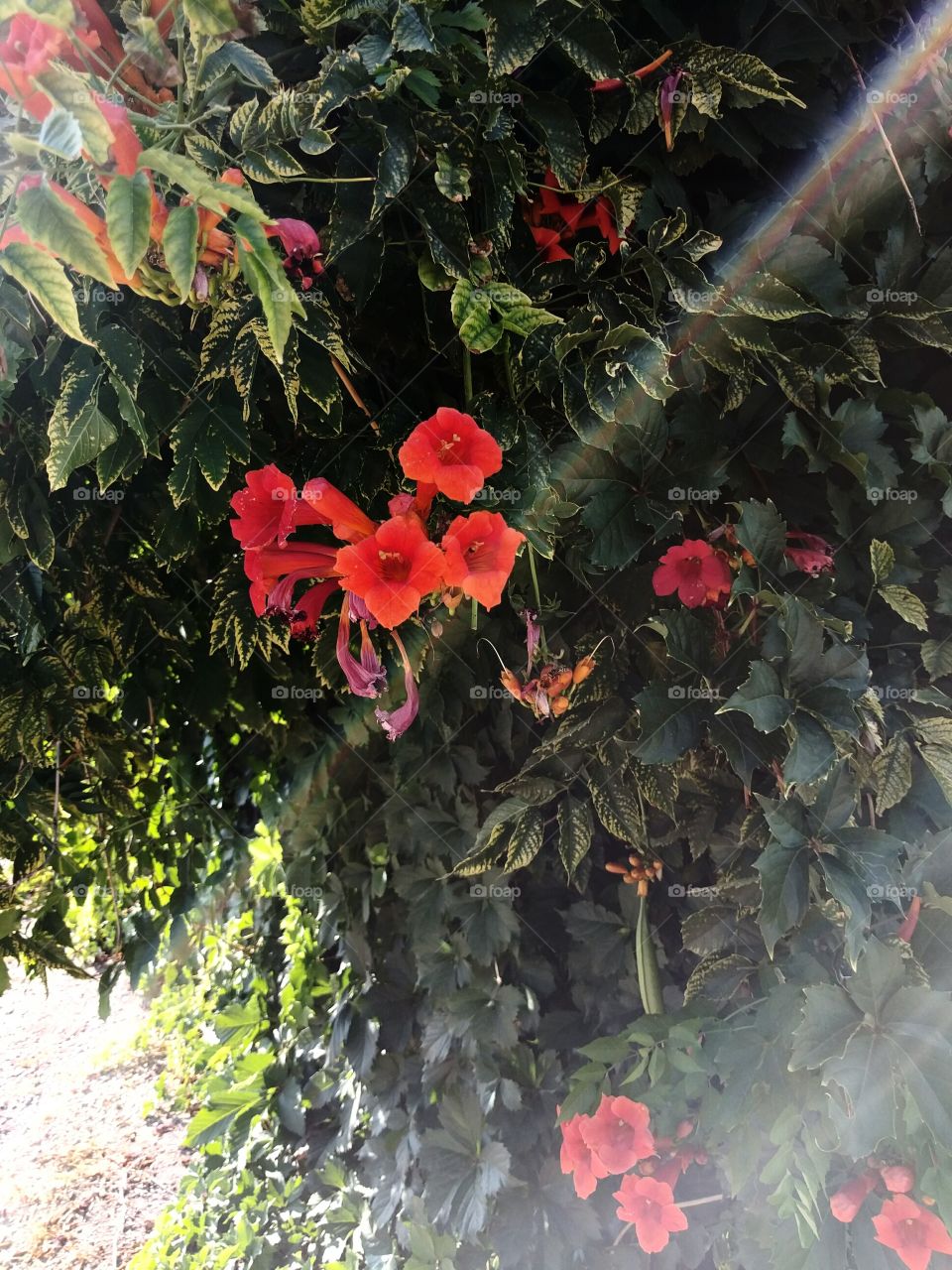 Trumpet Vine Red-Orange Flowers on Fence