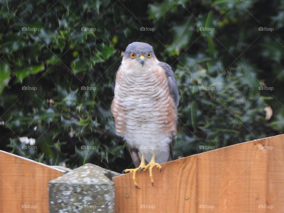 A sparrow hawk on a fence
