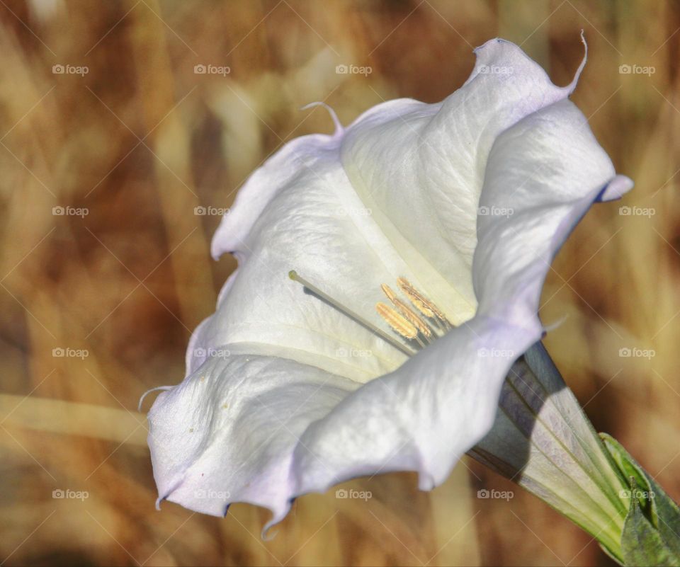 A white wildflower growing in an open field alongside a hiking trail in the city of Fair Oaks