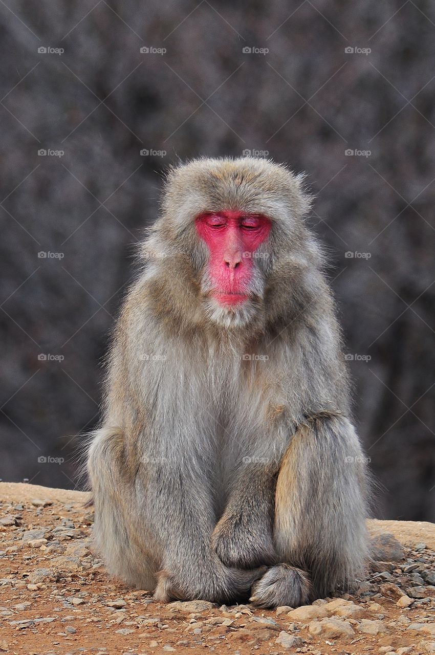 Portrait of monkey