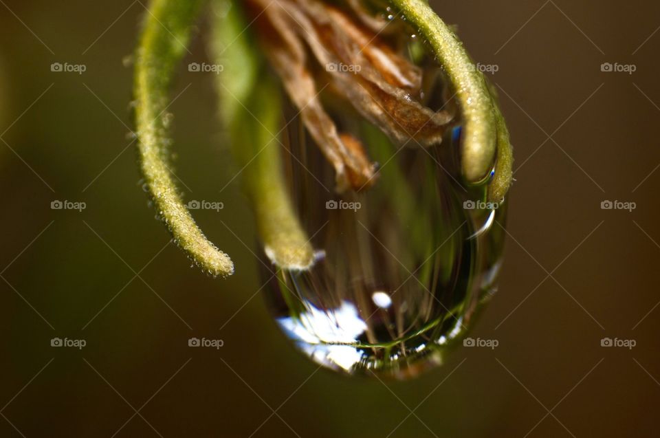 Water dripping from a plant stem