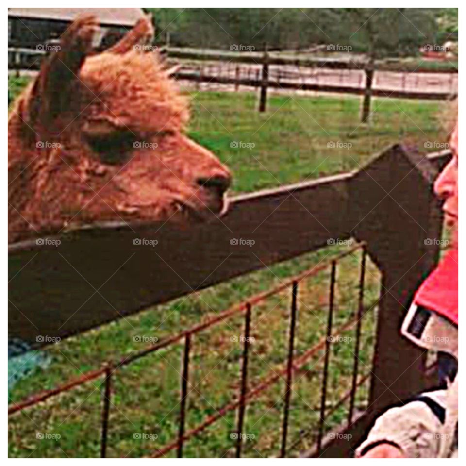 Stare down between alpaca and person.  Fence between them