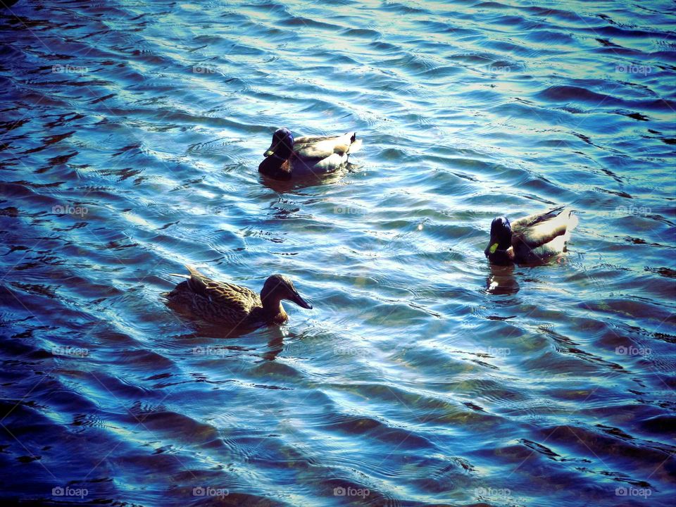 ducks