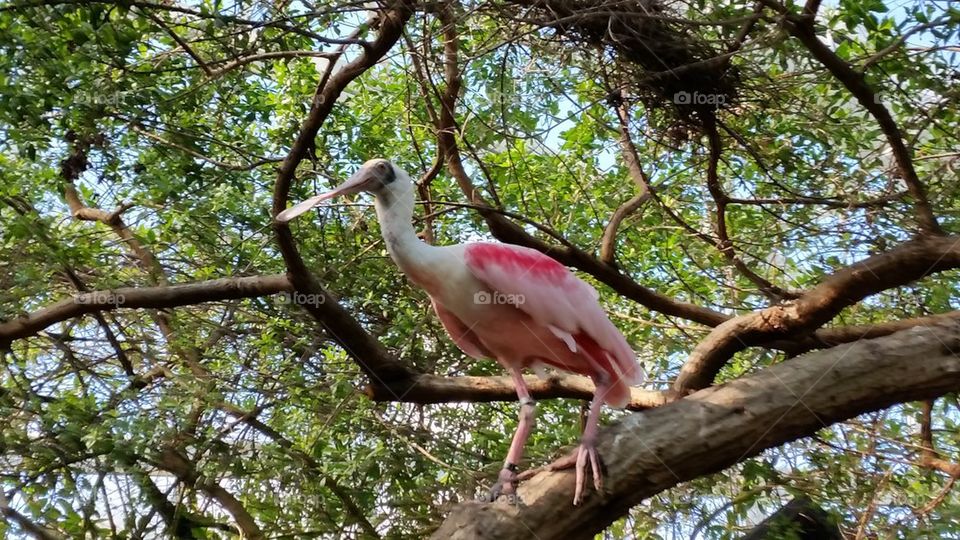 Roseate Spoonbill