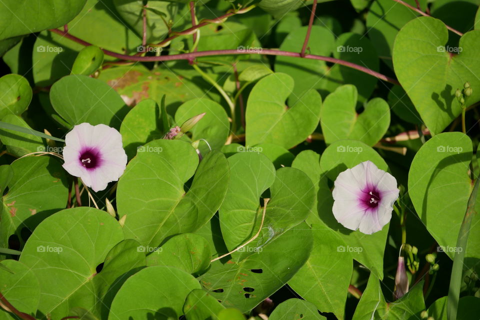 Closeup of a Morning Glory Mound, Showing Two Open Blooms, Vine, Tendrils, Leaves and Unopened Buds