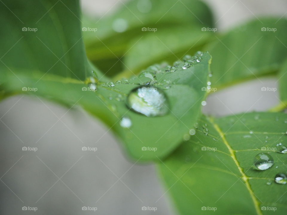 closeup dew on leaf,droplet of water on green leaf