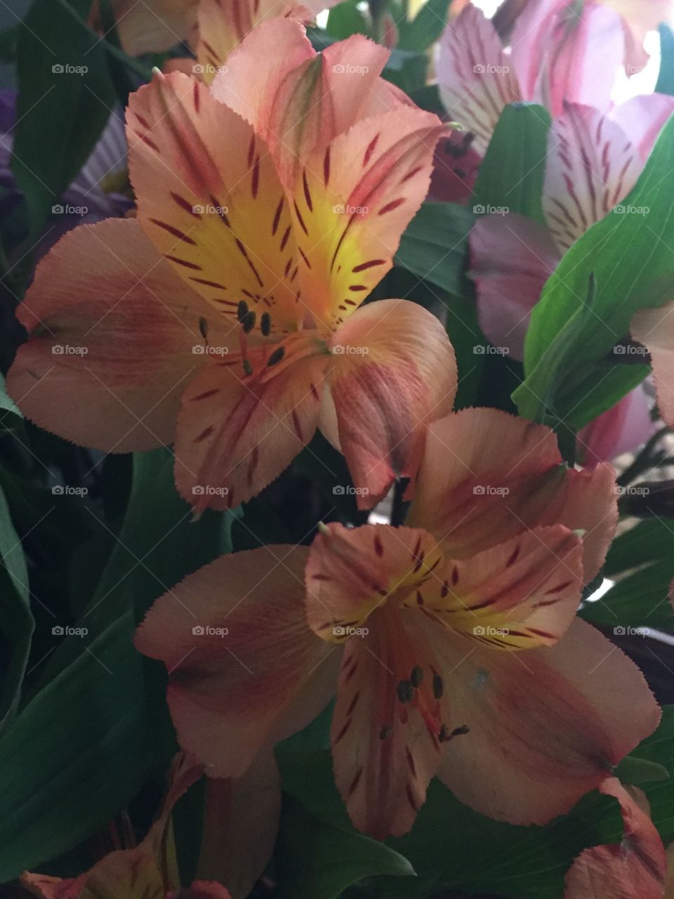 Two pink spring flowers