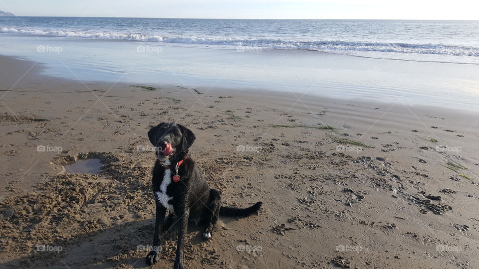 Happy beach dog