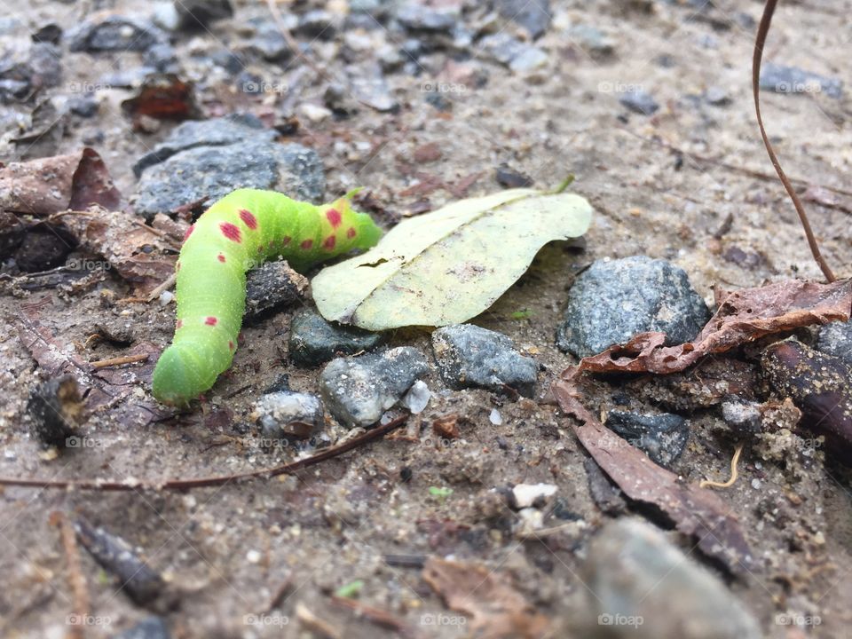 A caterpillar in VA