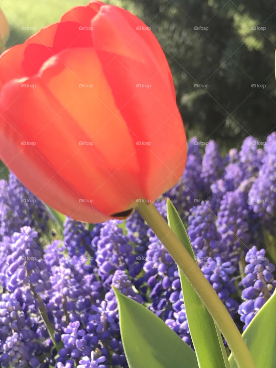 Close-up red tulip 