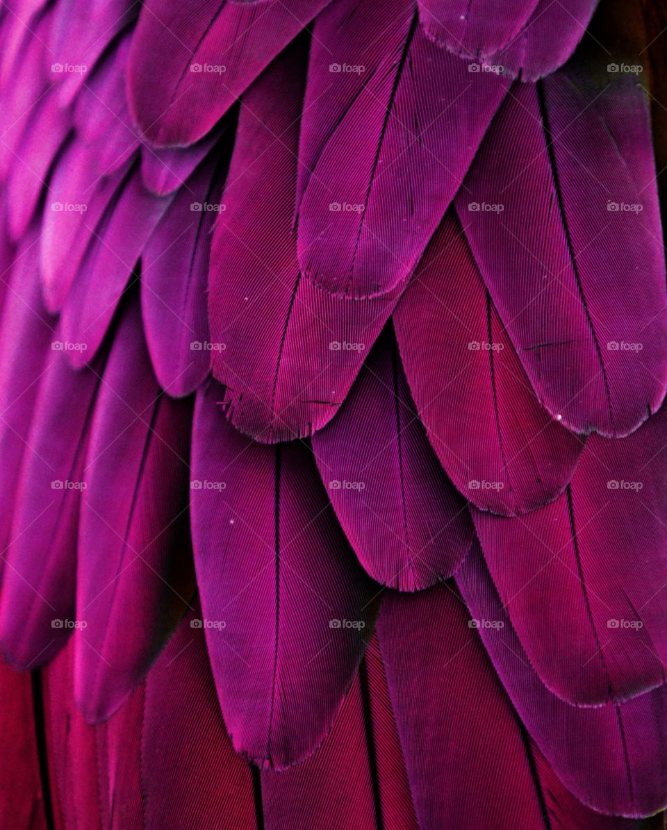 Pink Feathers 
