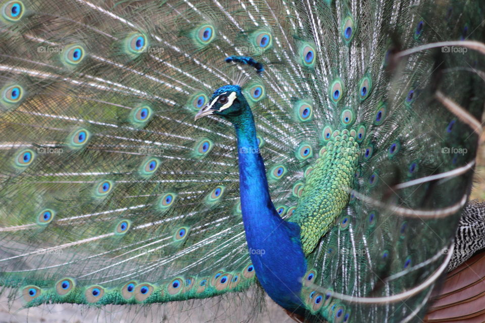 Peacock blown out feathers