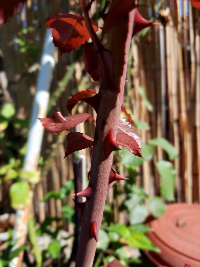 Red thorns