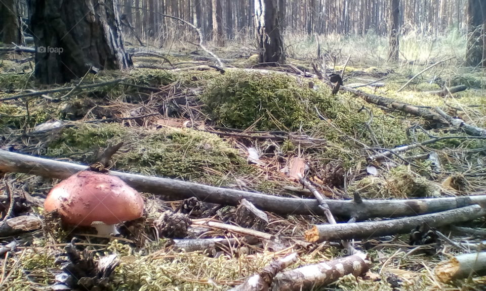 Golden Autumn in Poland