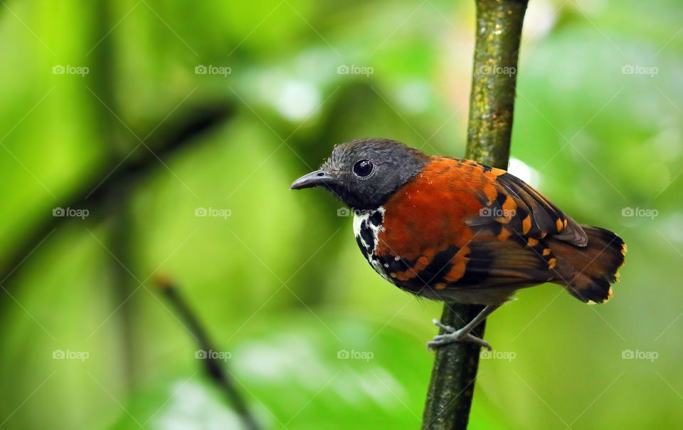 The Spotted Antbird
