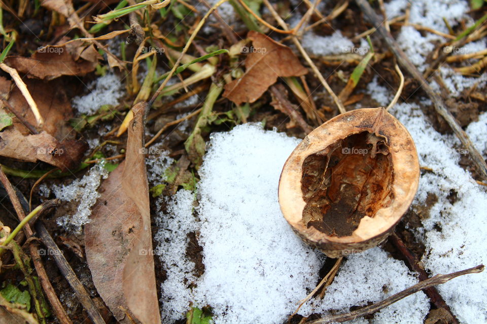 Walnut on the ground and snow