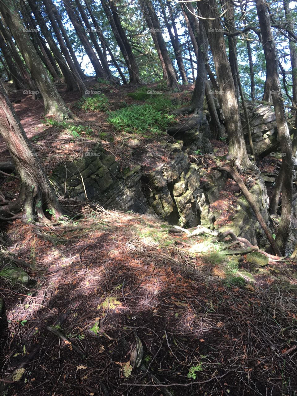 Wood, Nature, Landscape, Tree, Leaf