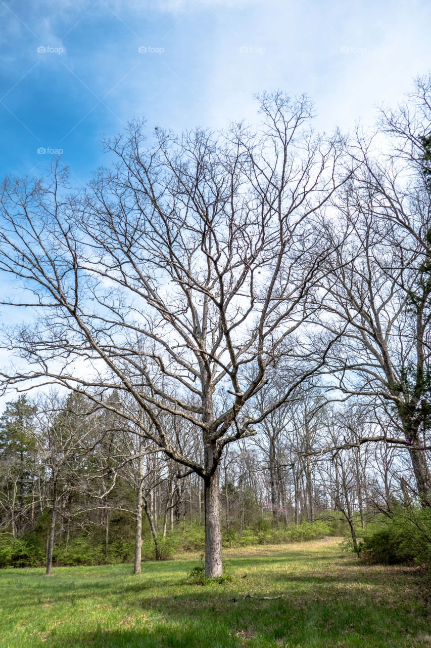 Tree Landscape 