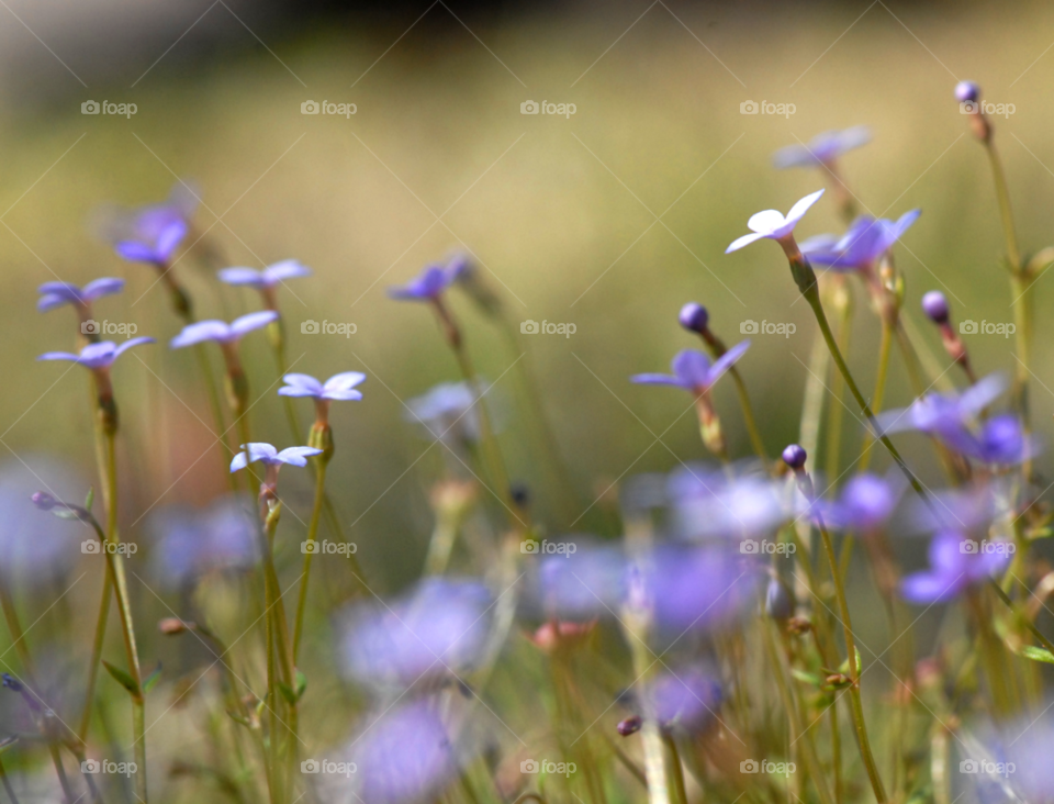 flowers nature macro purple by lightanddrawing