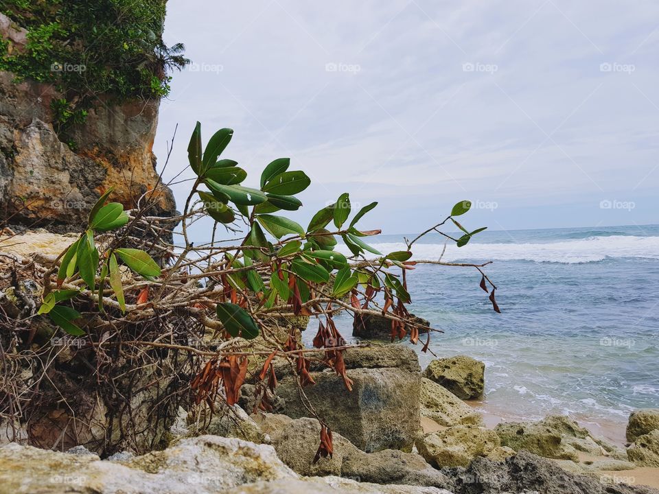 Plant in cliff.