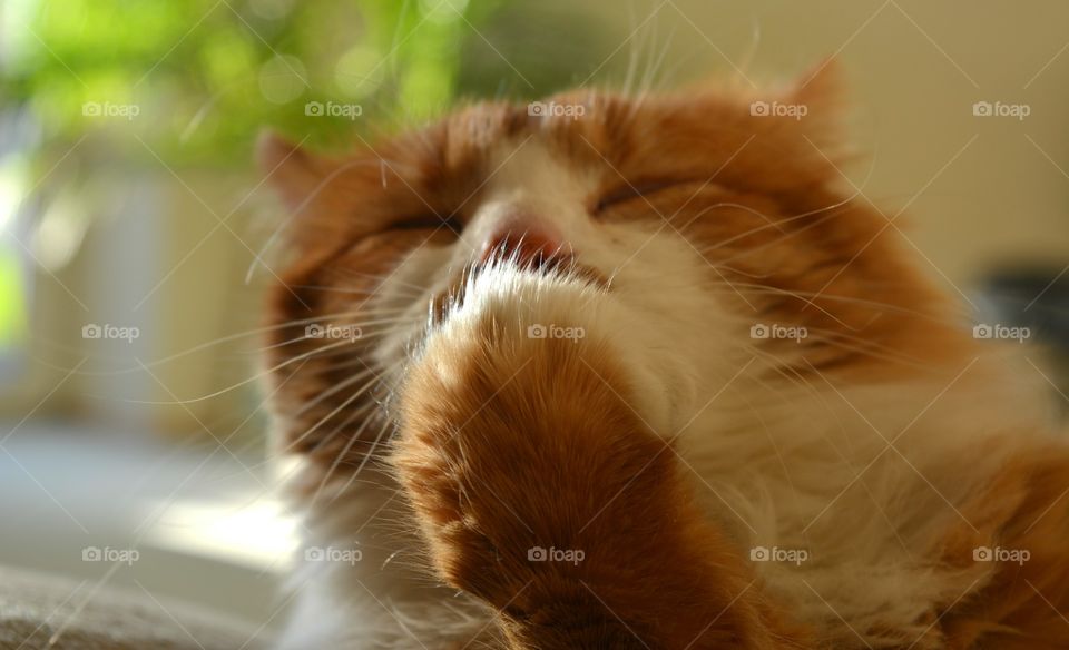 Close-up of a cat licking its paw