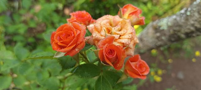 rose