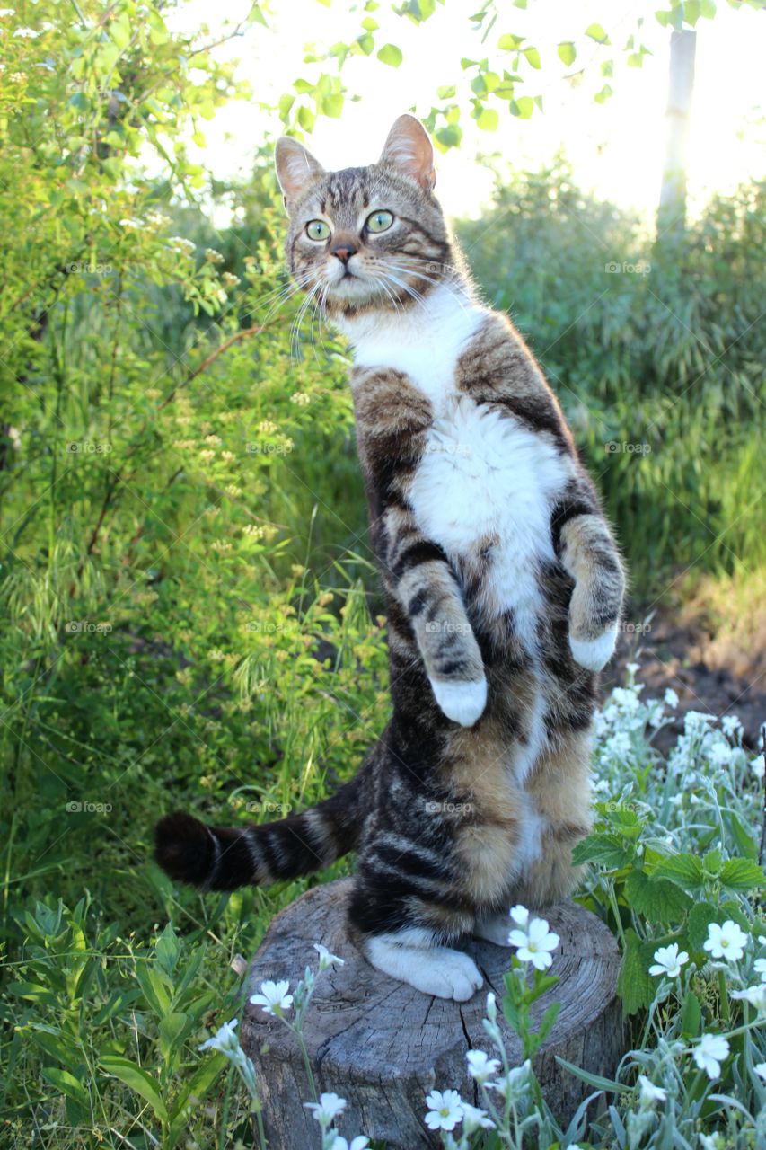 cat standing on a stump