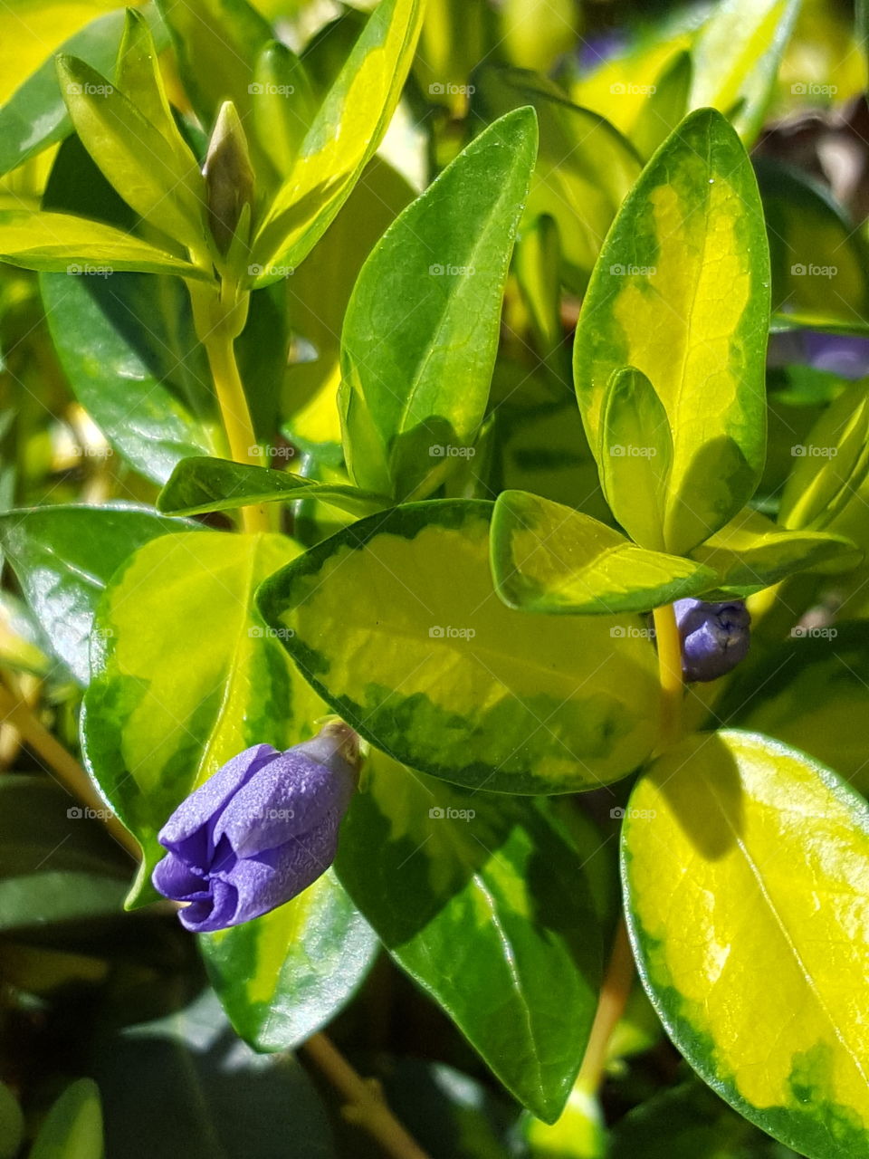 Flowers in bloom