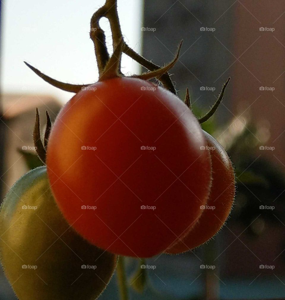 Fruits!: red cherry tomatoes. lovely and nutritious. organic. close-up.