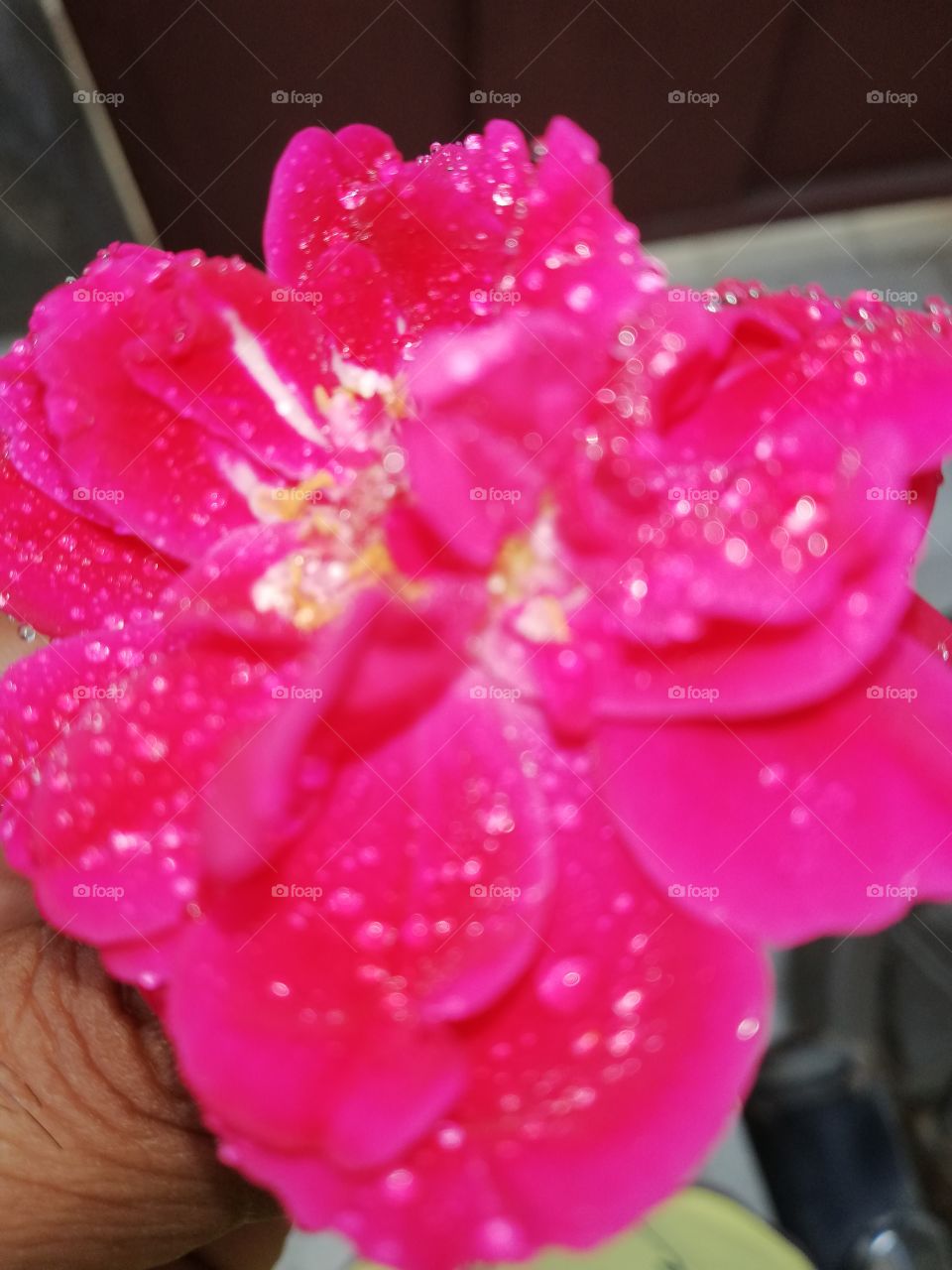 awesome nature of rose