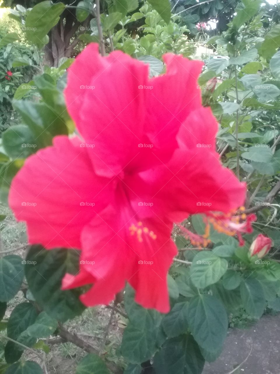 Flower, Flora, Garden, Nature, Summer