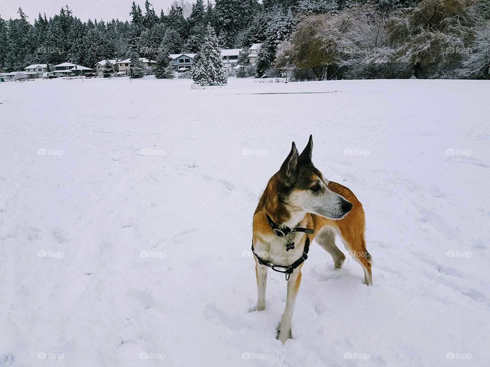 snow dog