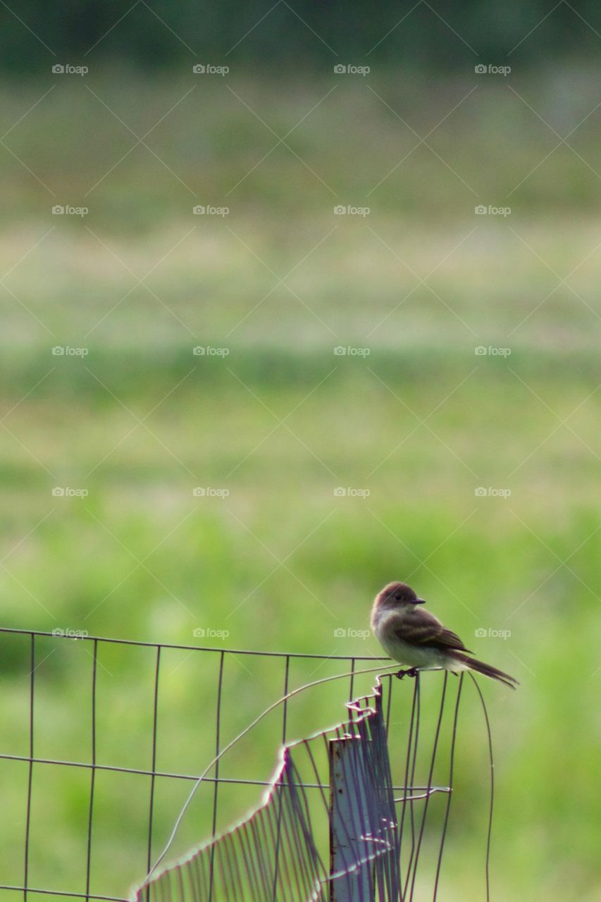 A wren perched on a wire fence in a rural area