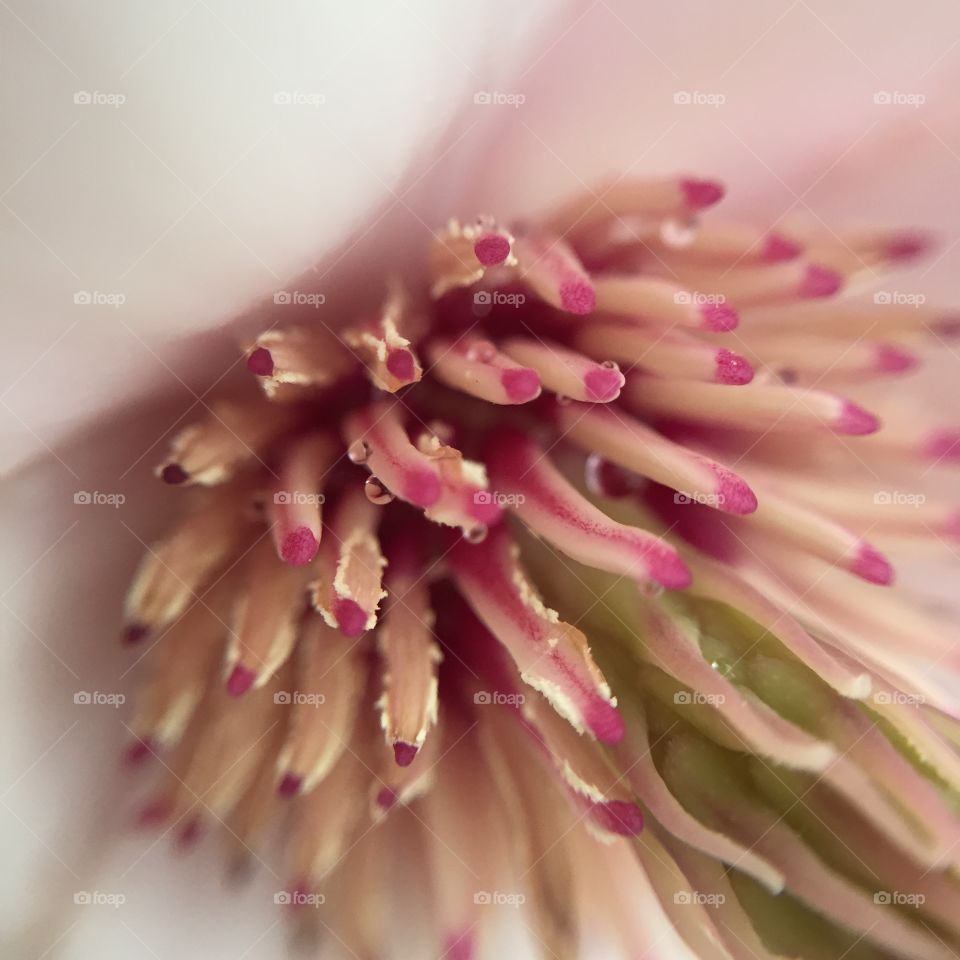 Close-up of water drop on pollen