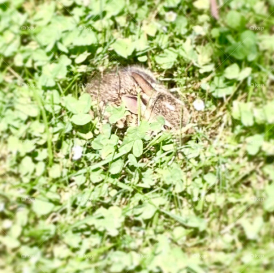 Spring in Kentucky. A beautiful bunny hidden in the grass