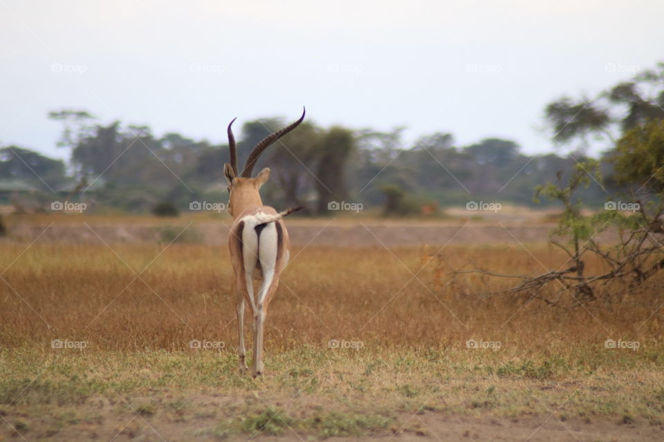 Antelope walking towards nowhere - Tanzania.